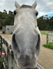 Saskia