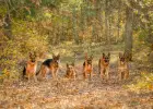 Jennifer Jennings 