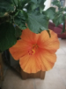 Gallardo Jocelyne 