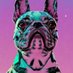 Pepsi the Merle Frenchie 🇺🇦